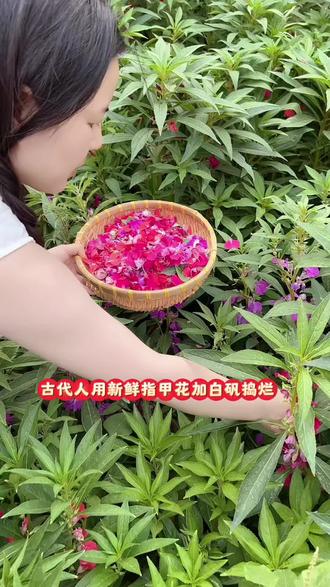 指甲花怎么染指甲步驟?