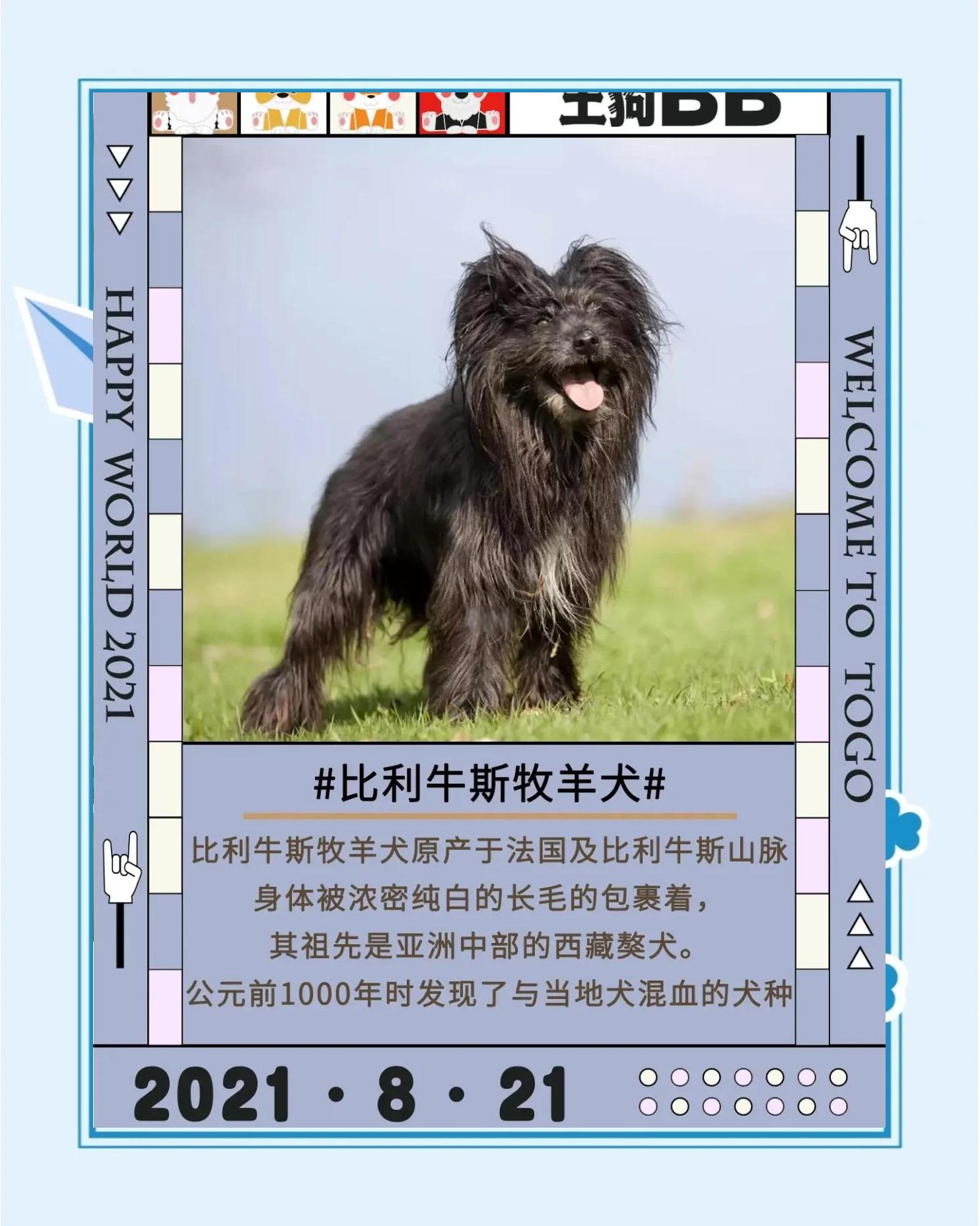 純種比利牛斯山地犬幼犬