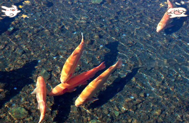 夢(mèng)見(jiàn)魚(yú)預(yù)示什么感情