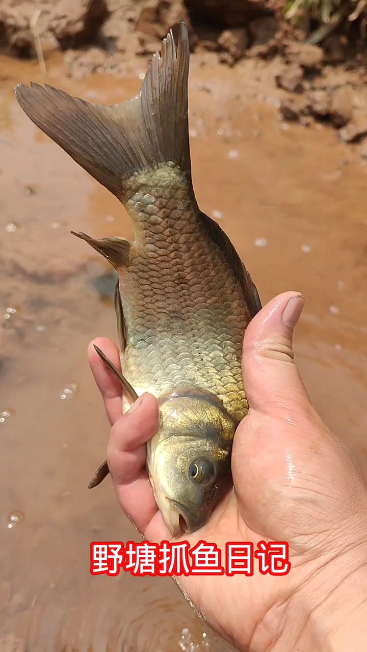 夢見自己在水里抓到活魚