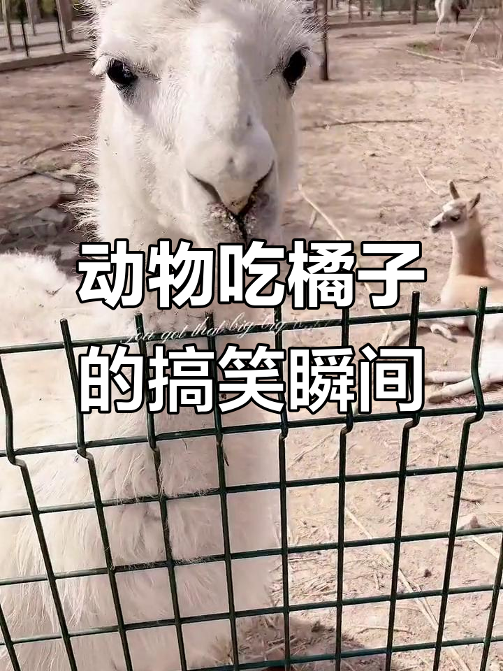 兩個月小狗能吃橘子嗎
