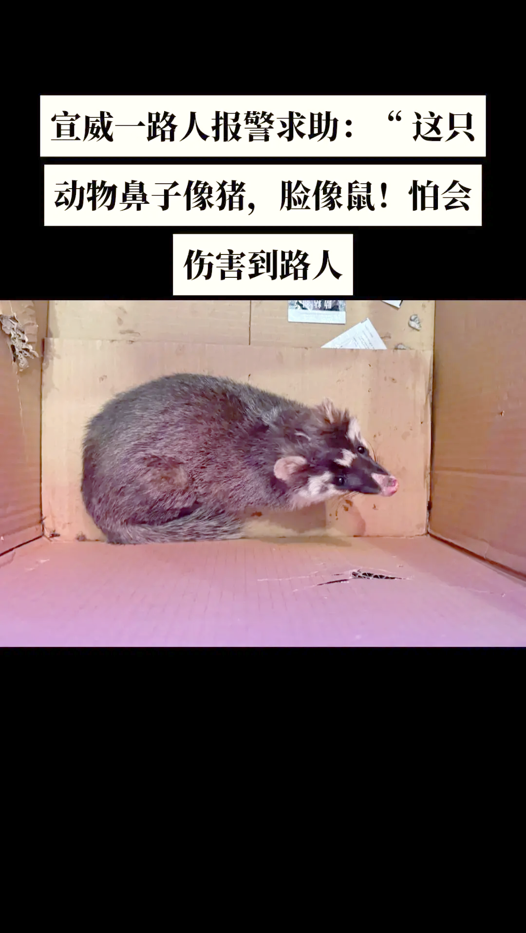 鼬獾