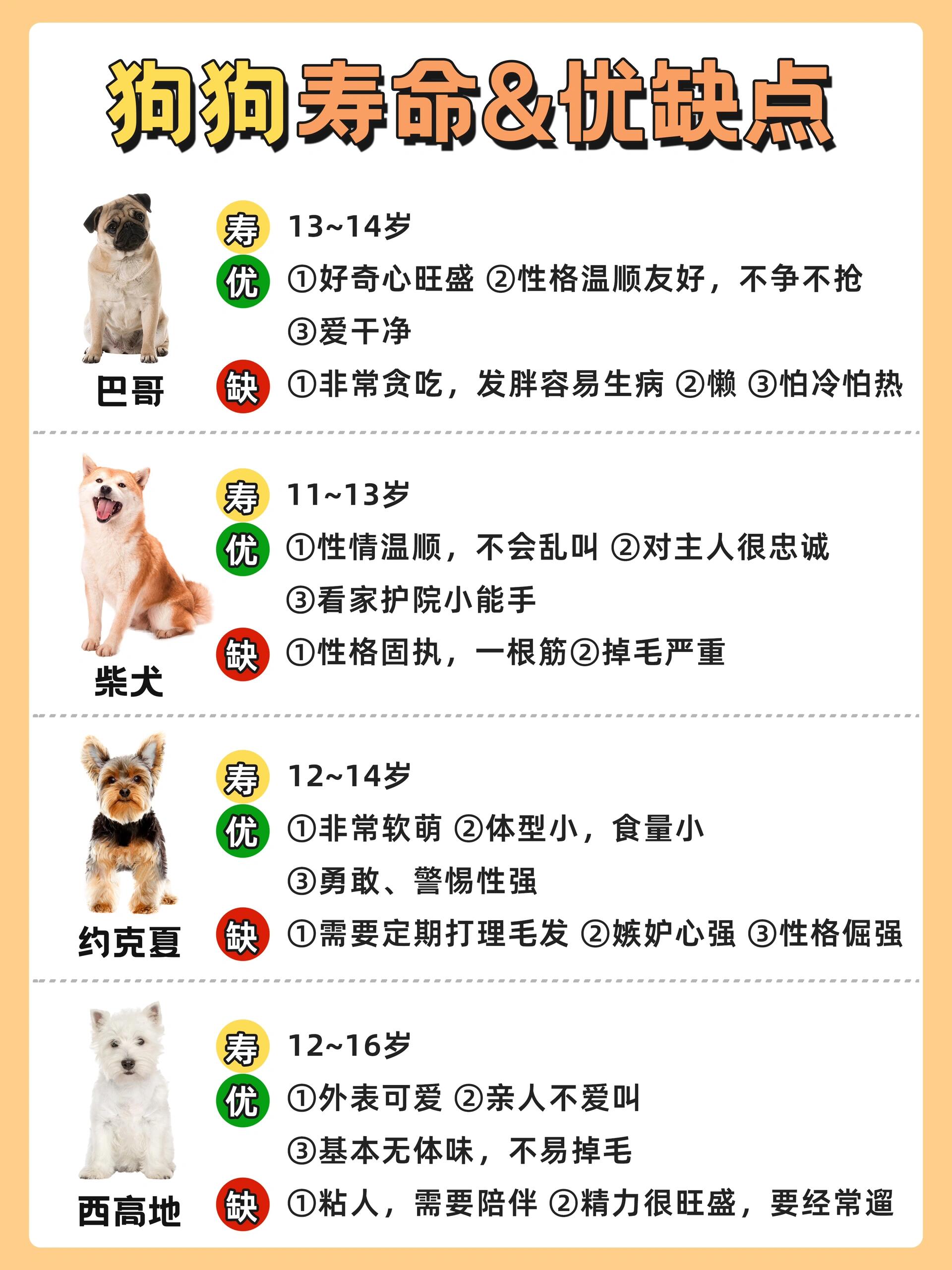 新手如何養狗與訓狗