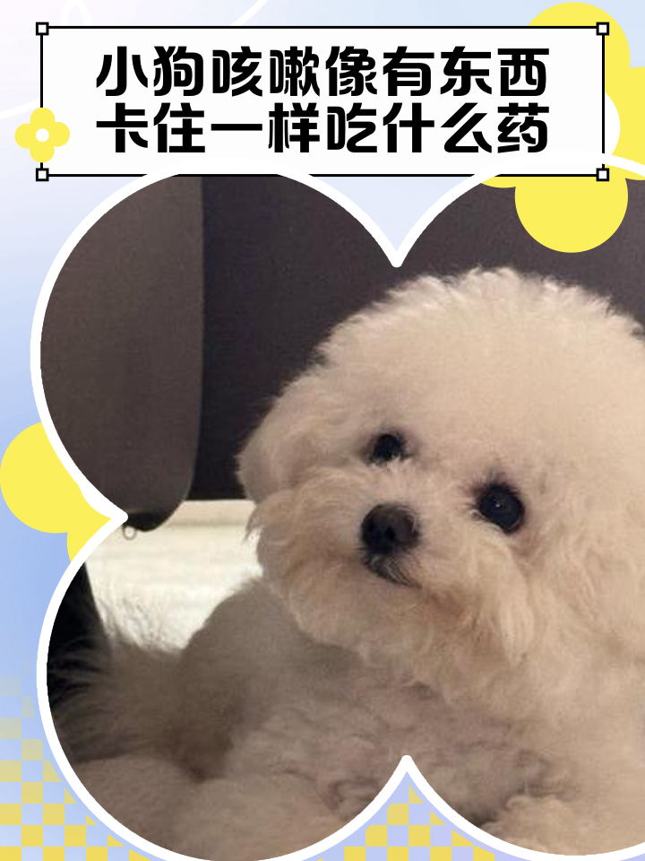 狗狗總是咳咳的像卡住東西怎么辦