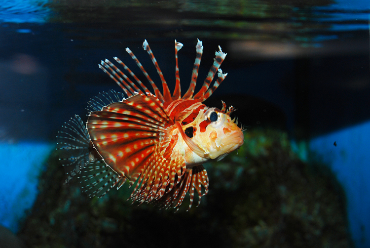 獅子魚又名什么魚
