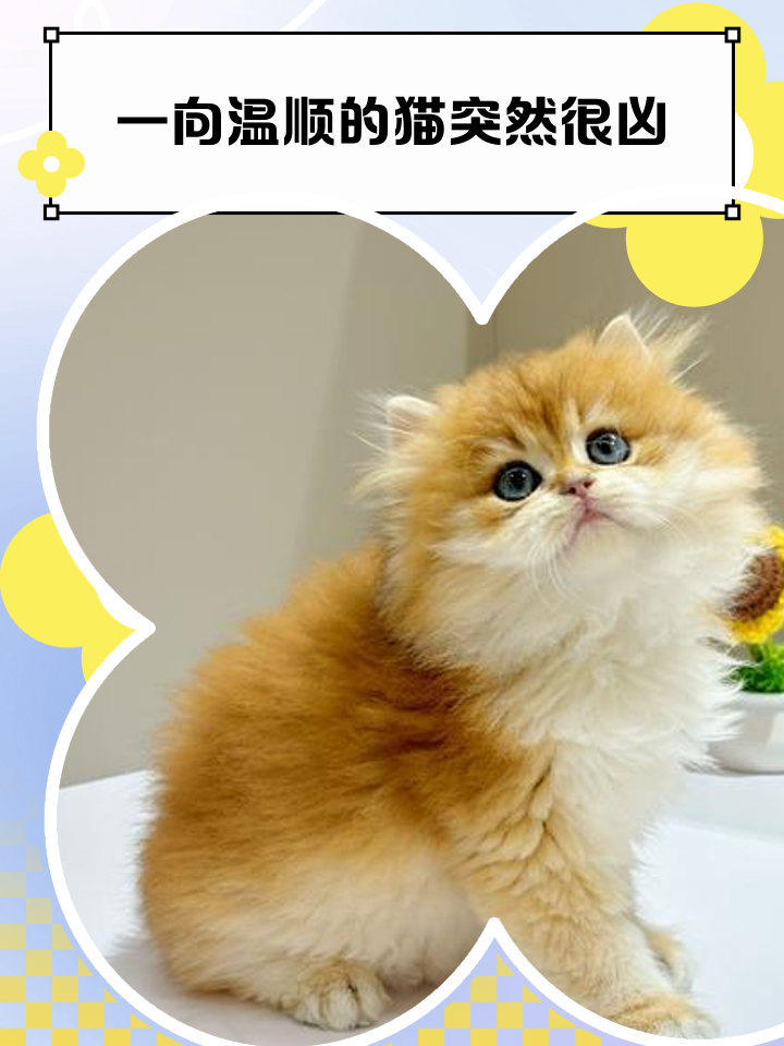 家里進貓是吉還是兇有什么說法