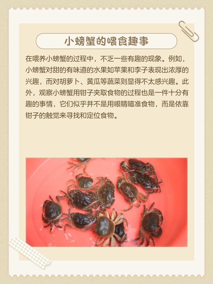 養小螃蟹吃什么東西吃最好養活