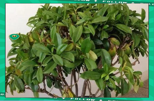 非洲茉莉的養(yǎng)殖方法及修剪