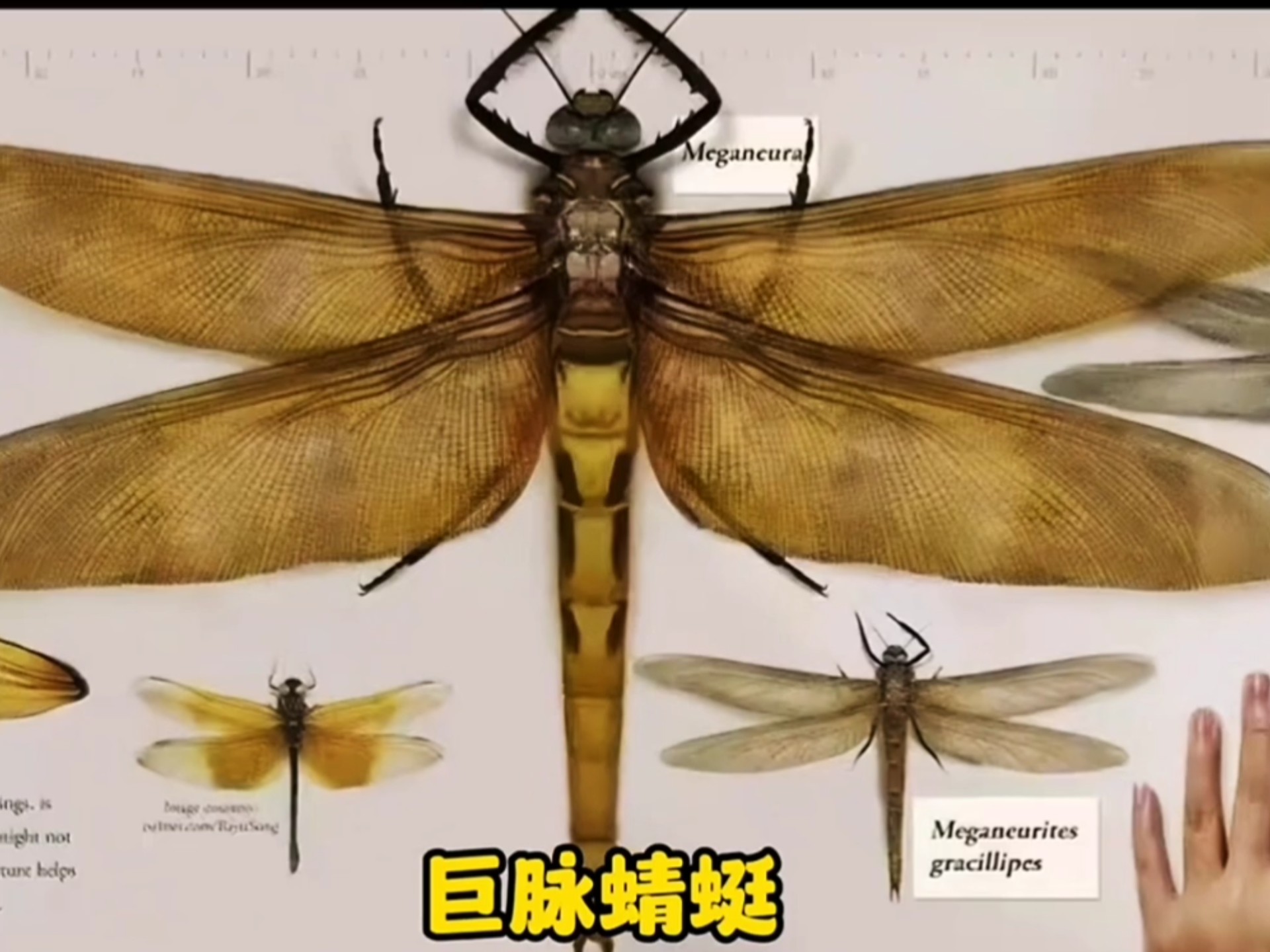 蜘蛛有幾條腿