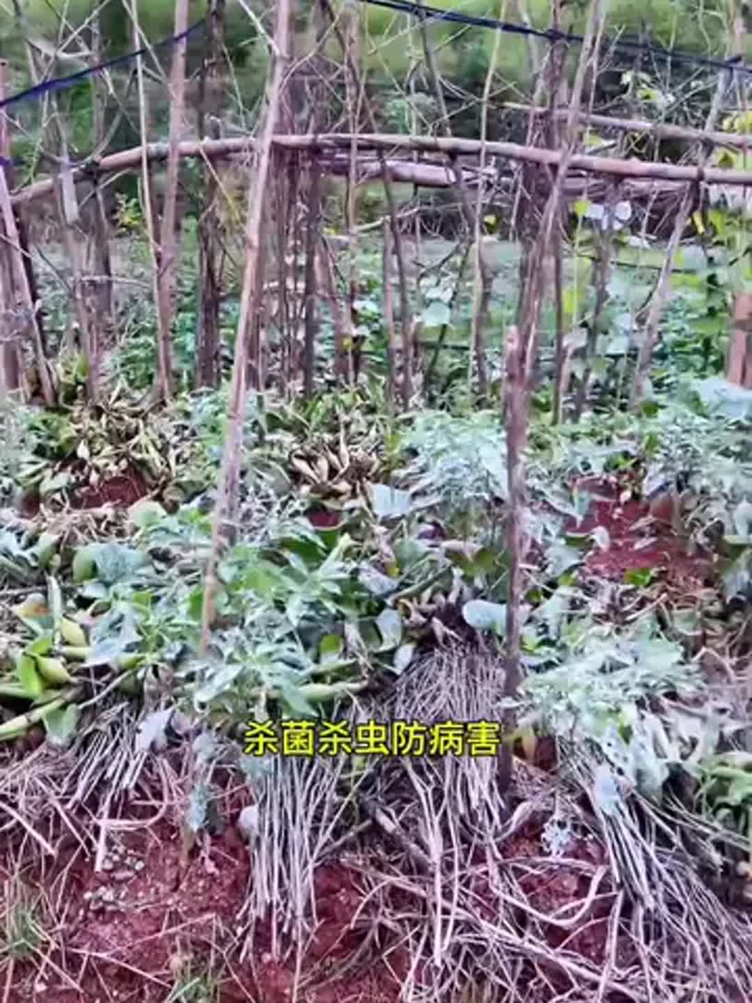 土壤去蟲方法
